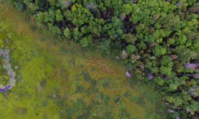 Future Climate e Pachama criam a Originals, a JV da floresta